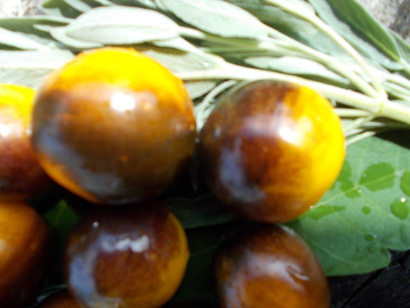  - SEMINTE ROSII - T 749 ELMA BLUE