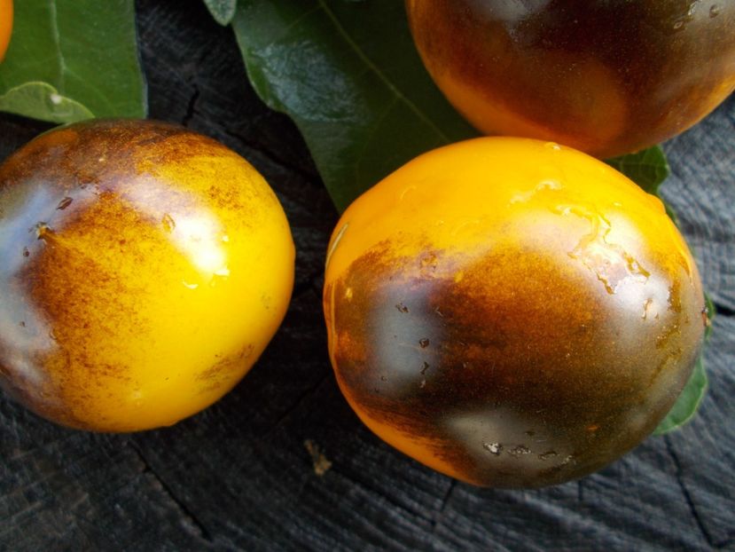  - SEMINTE ROSII - T 749 ELMA BLUE