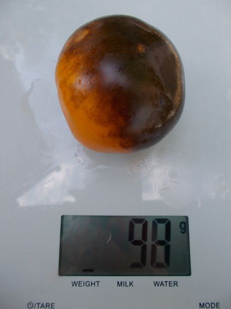  - SEMINTE ROSII - T 749 ELMA BLUE