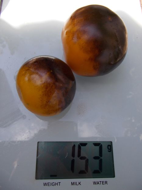  - SEMINTE ROSII - T 749 ELMA BLUE