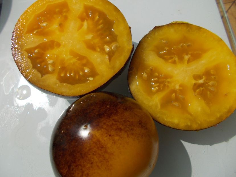  - SEMINTE ROSII - T 749 ELMA BLUE