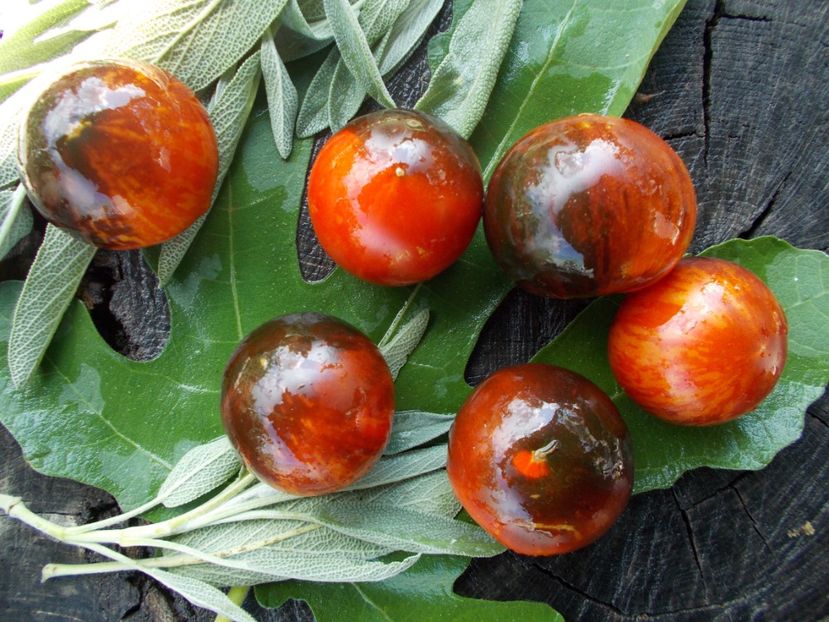  - SEMINTE ROSII - T 764 ANTHO STRIPPED DWARF