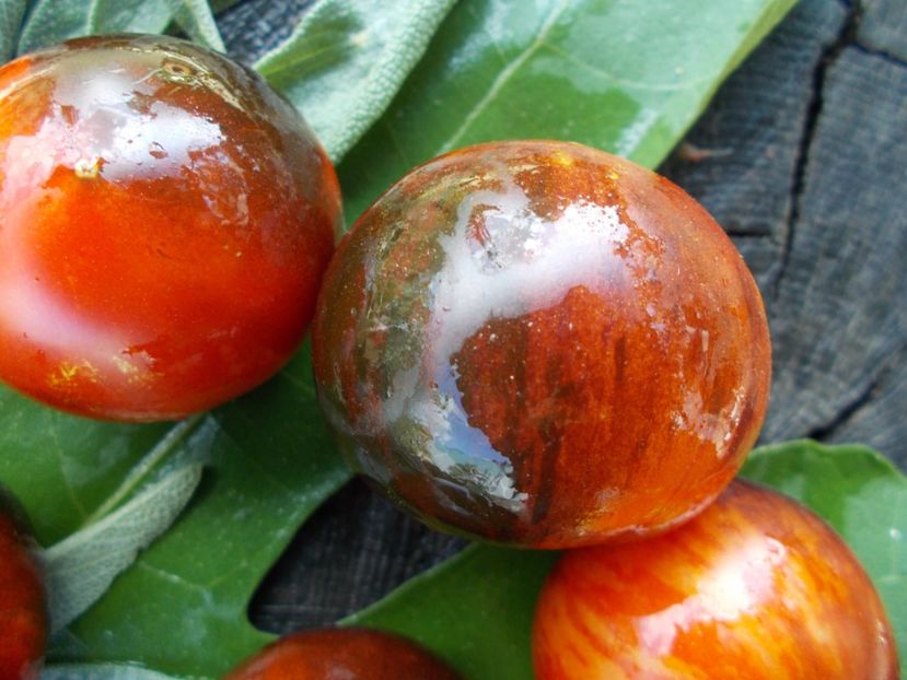  - SEMINTE ROSII - T 764 ANTHO STRIPPED DWARF