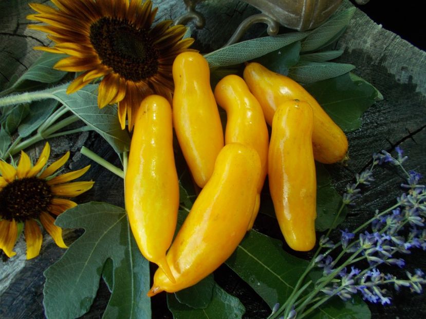  - SEMINTE ROSII - T 738 BANANEN PLATANO