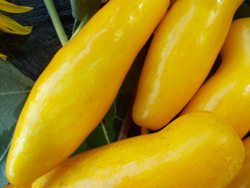  - SEMINTE ROSII - T 738 BANANEN PLATANO