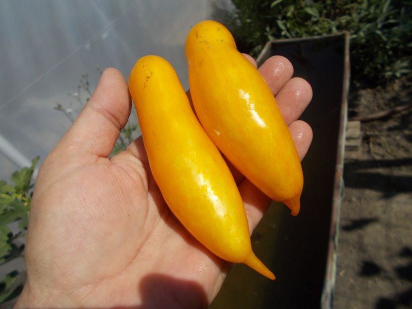  - SEMINTE ROSII - T 738 BANANEN PLATANO