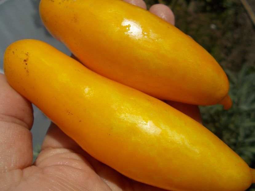  - SEMINTE ROSII - T 738 BANANEN PLATANO