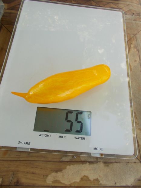  - SEMINTE ROSII - T 738 BANANEN PLATANO