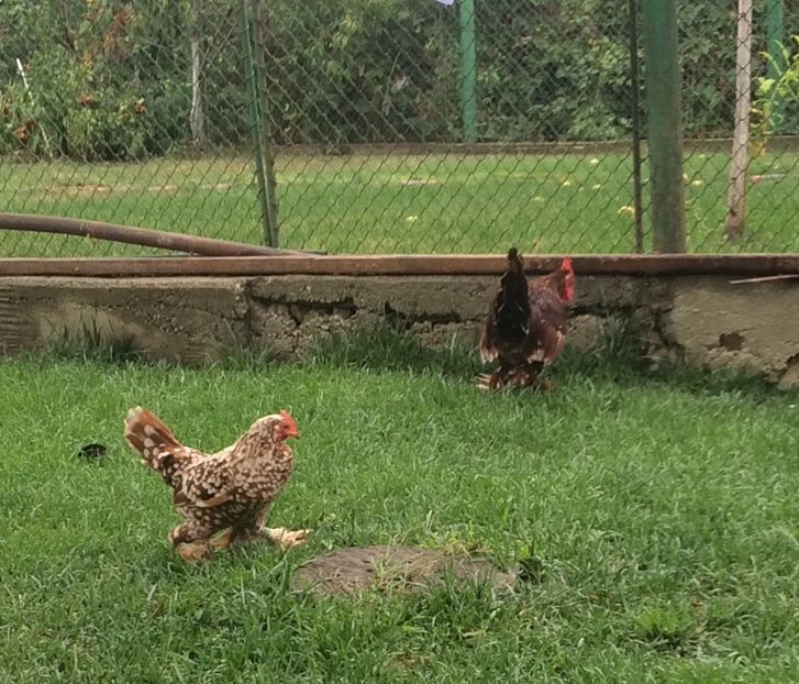  - 1 - rosu bobat cu alb