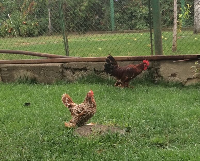  - 1 - rosu bobat cu alb