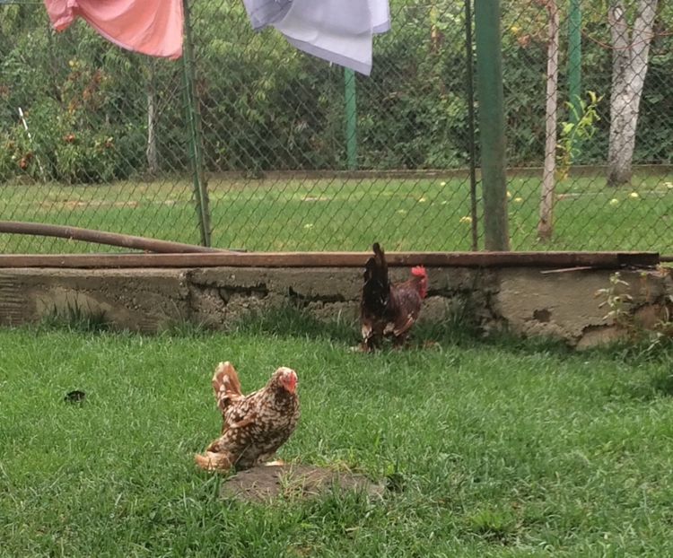  - 1 - rosu bobat cu alb