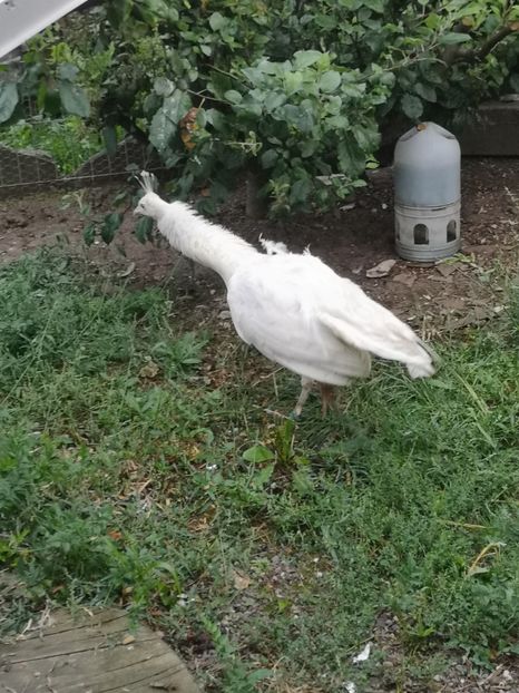 Mascul din Gaiesti 2019 - PAUNI