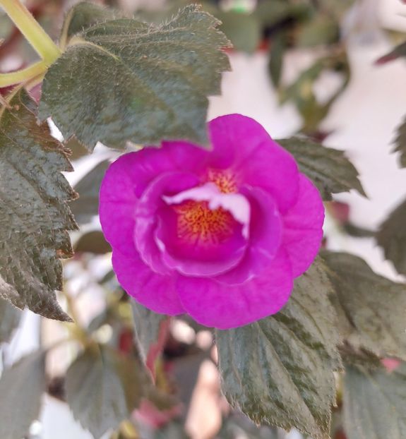  - PURPLE MYSTERY
