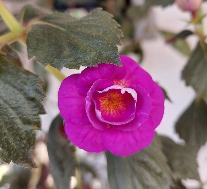  - PURPLE MYSTERY