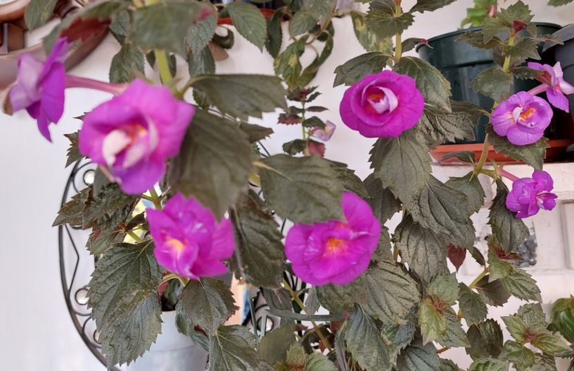  - PURPLE MYSTERY