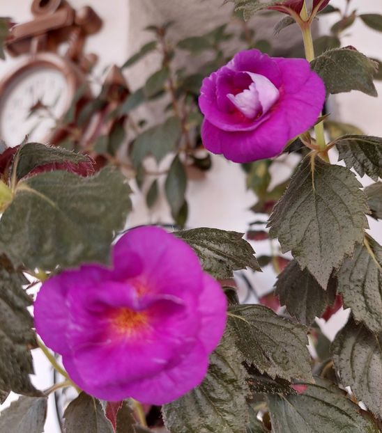  - PURPLE MYSTERY