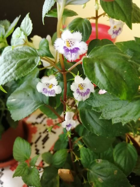  - zzz out of collection Fimbriata