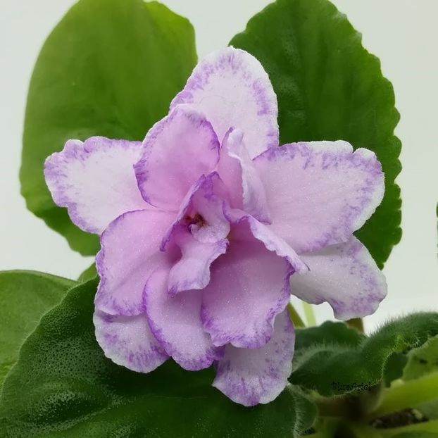 2021 - King s Ransom