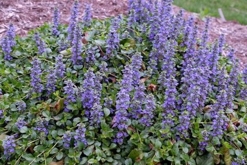 Ajuga-reptans-Texas-Tough - AJUGA REPTANS