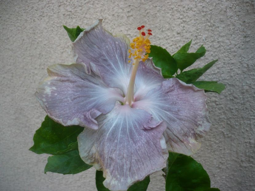 P1500753 - HIBISCUSI 2021-3