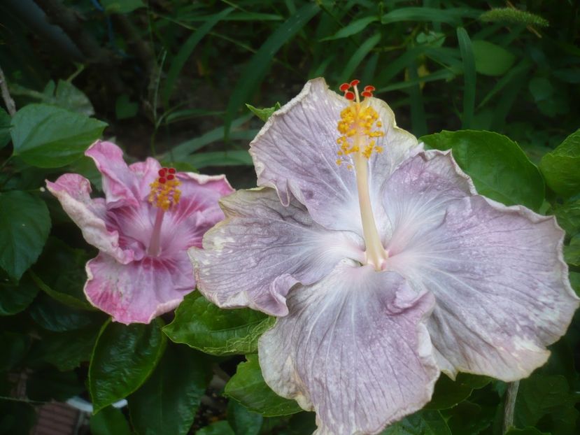 P1500756 - HIBISCUSI 2021-3