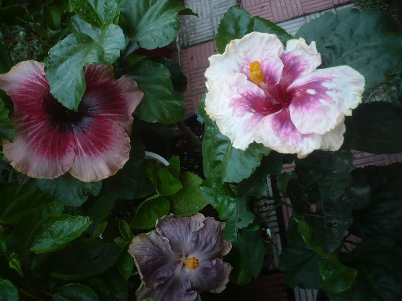 P1500762 - HIBISCUSI 2021-3