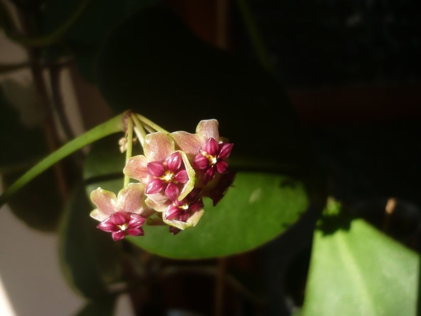 P1500736 - HOYA 2021-3