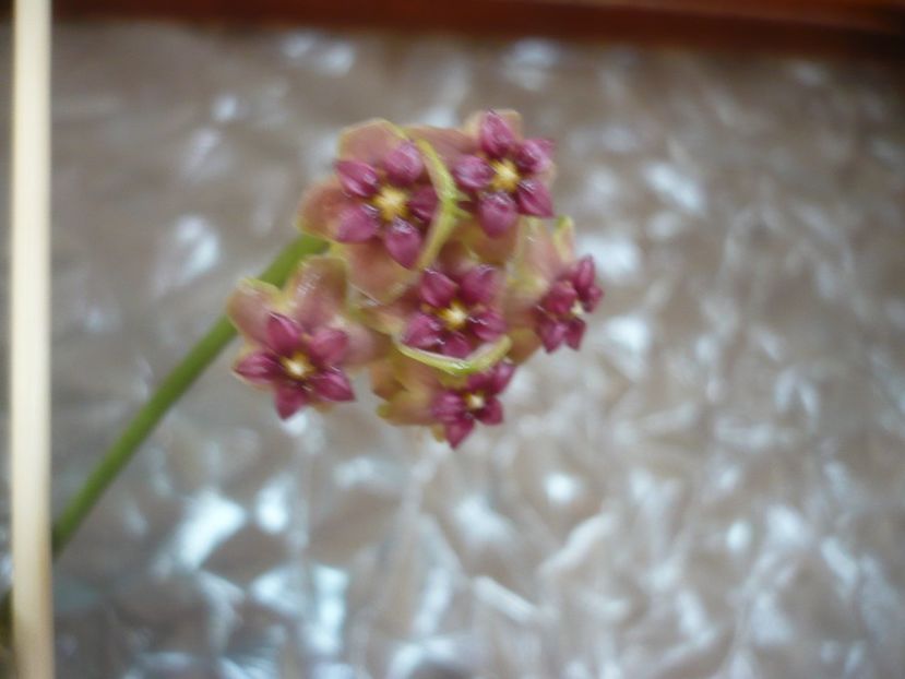 P1500741 - HOYA 2021-3