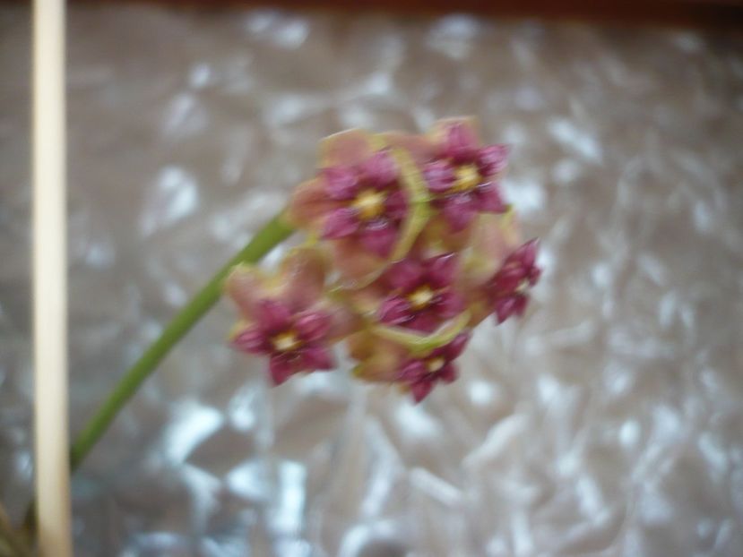 P1500742 - HOYA 2021-3