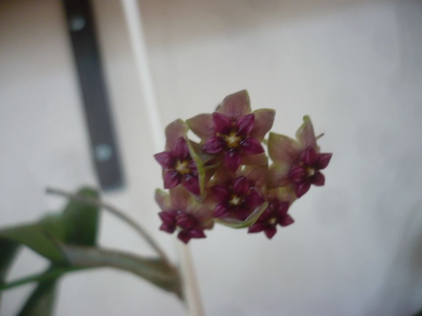 P1500743 - HOYA 2021-3