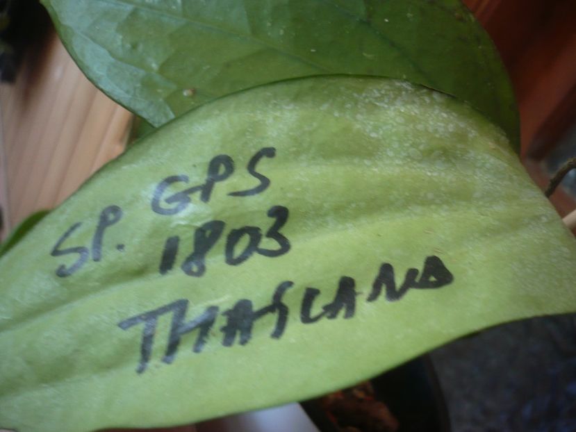P1500770 - HOYA 2021-3