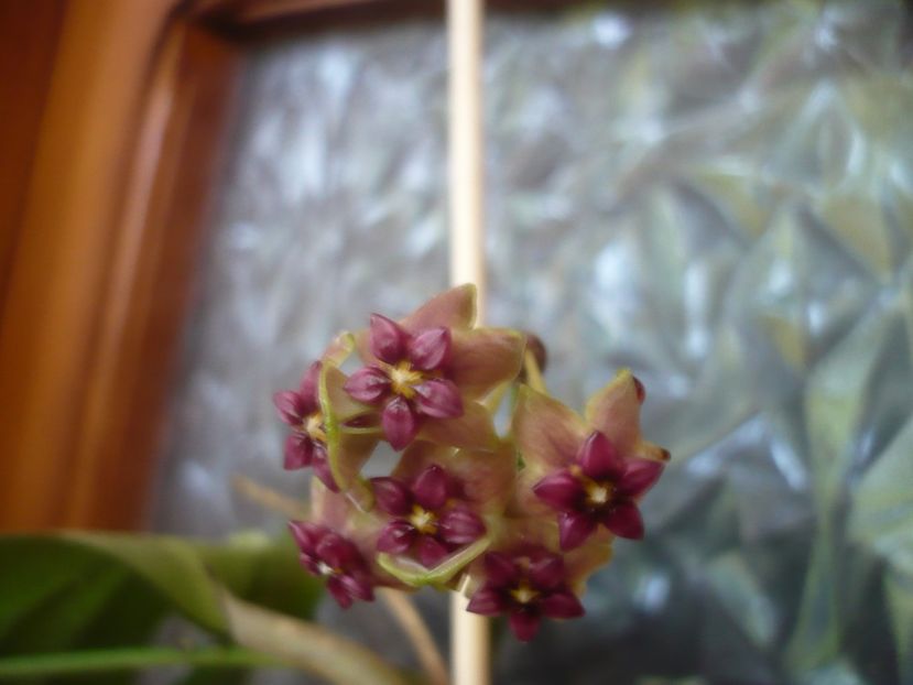 P1500776 - HOYA 2021-3