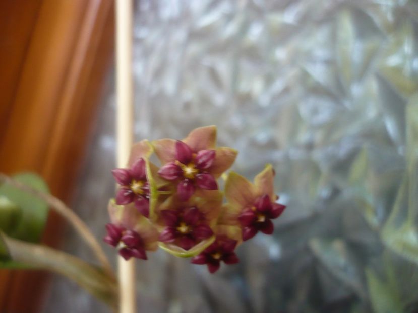 P1500777 - HOYA 2021-3
