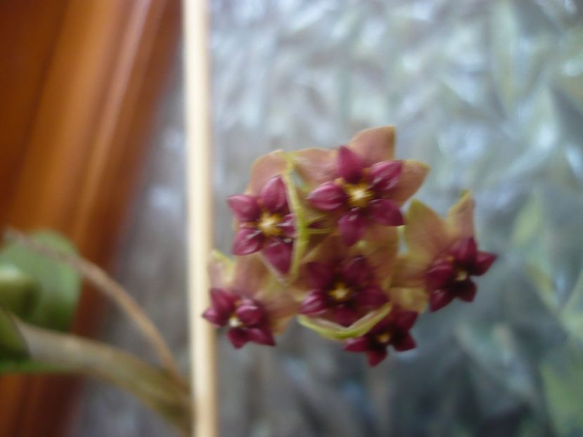 P1500778 - HOYA 2021-3