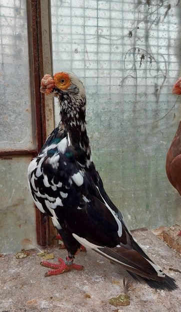  - Indian german 2021