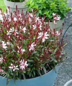 floarea albinei(Gaura lindheimeri) - Noutati 2021