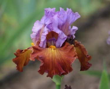 Instant Attraction-22 - Achizitii irisi-2021