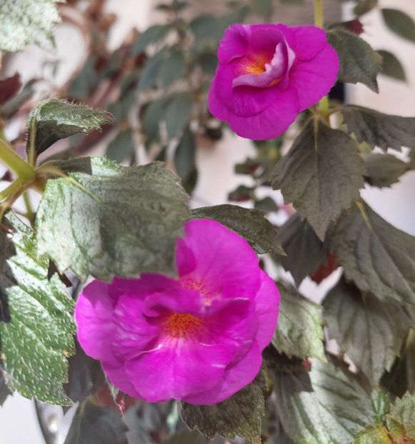  - PURPLE MYSTERY