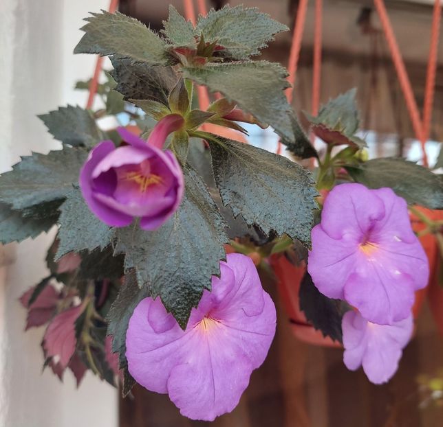  - TETRA KLAUS NEUBNER