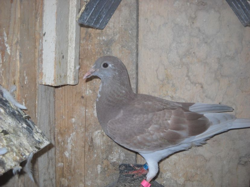  - UNDEVA IN SUCEAVA arhiva