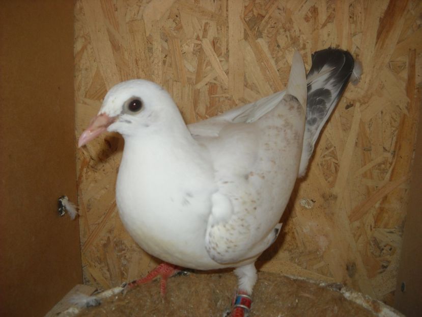  - UNDEVA IN SUCEAVA arhiva