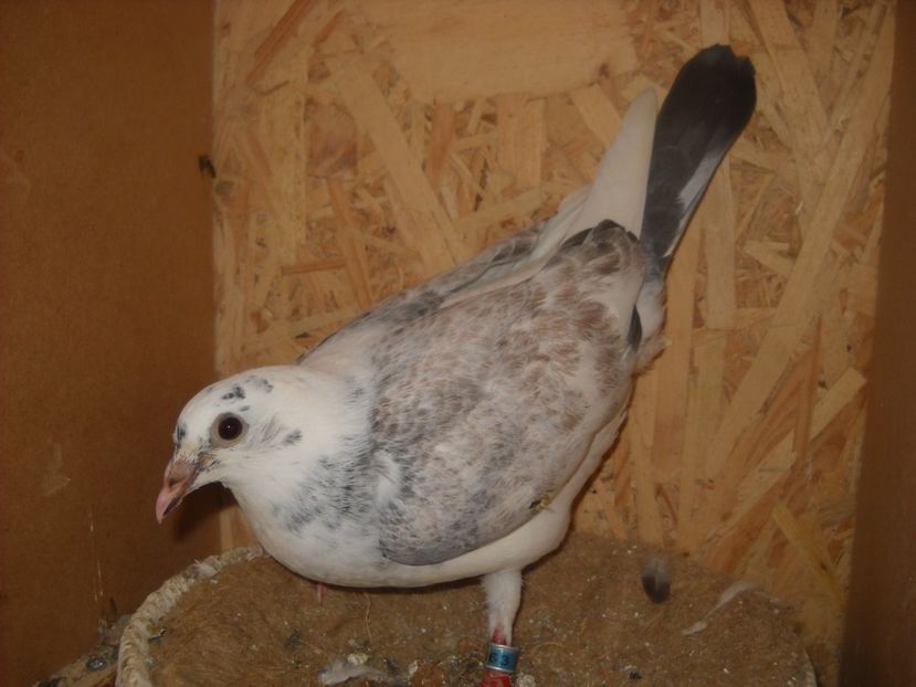  - UNDEVA IN SUCEAVA arhiva