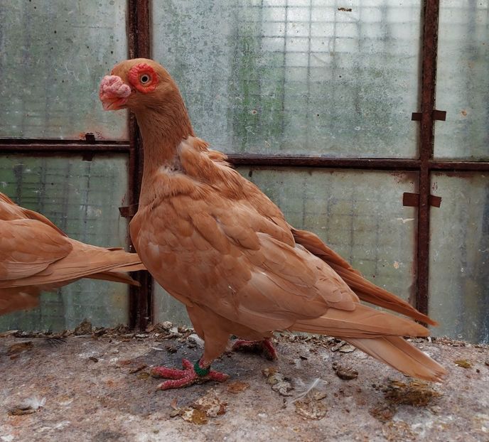  - Indian german 2021