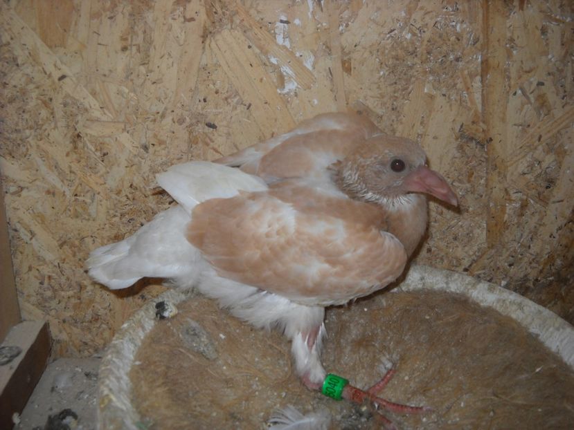  - UNDEVA IN SUCEAVA arhiva