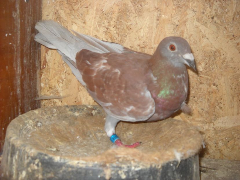  - PORUMBEI VANDUTI 2