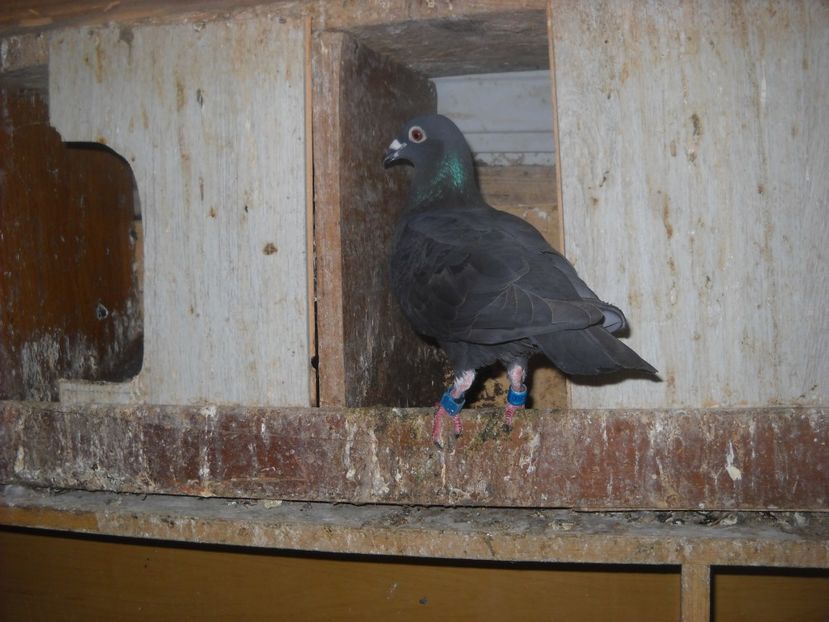  - PORUMBEI VANDUTI 2