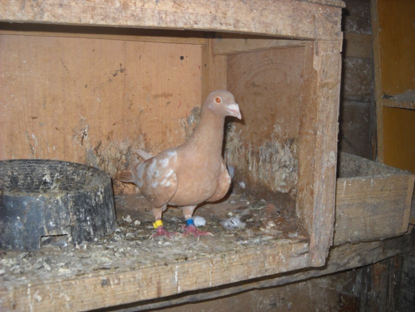  - PORUMBEI VANDUTI 2