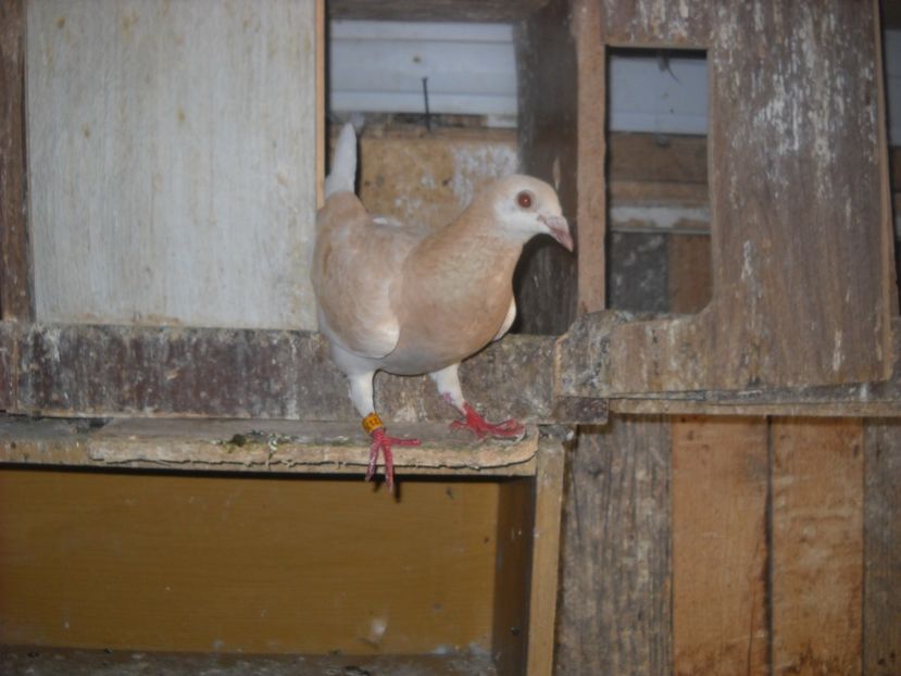  - PORUMBEI VANDUTI 2