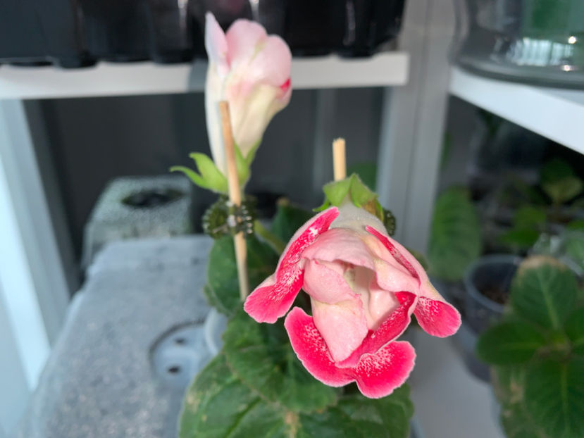  - Gloxinia 2021