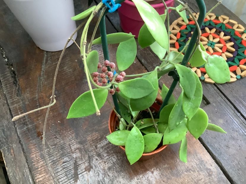 BD9775CB-290A-47FA-87AA-E324E20433FC - PseudoLittoralis